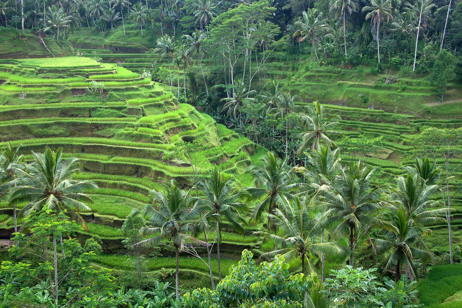 Terraced farmland and palm trees in Indonesia